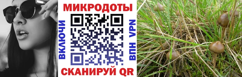 купить наркотики сайты  Красноперекопск  Галлюциногенные грибы Cubensis 